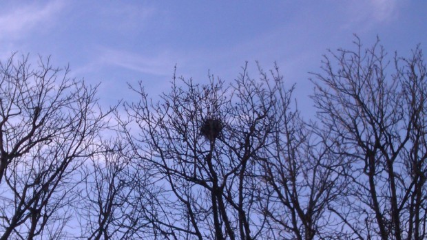 arbres_nid